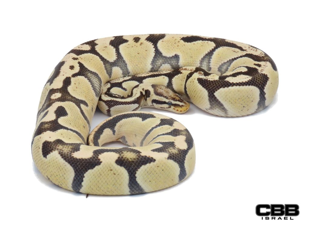 Pastel Desert Ghost het Piebald 0.1 - 20015F3