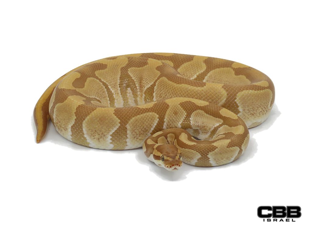 Enchi Ultramel het Clown 1.0 - 21000M01