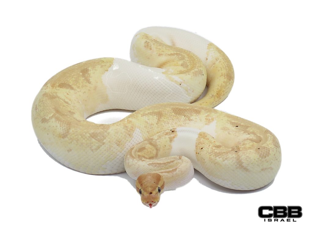 Banana Enchi GHI Piebald 0.1 - 21027F1