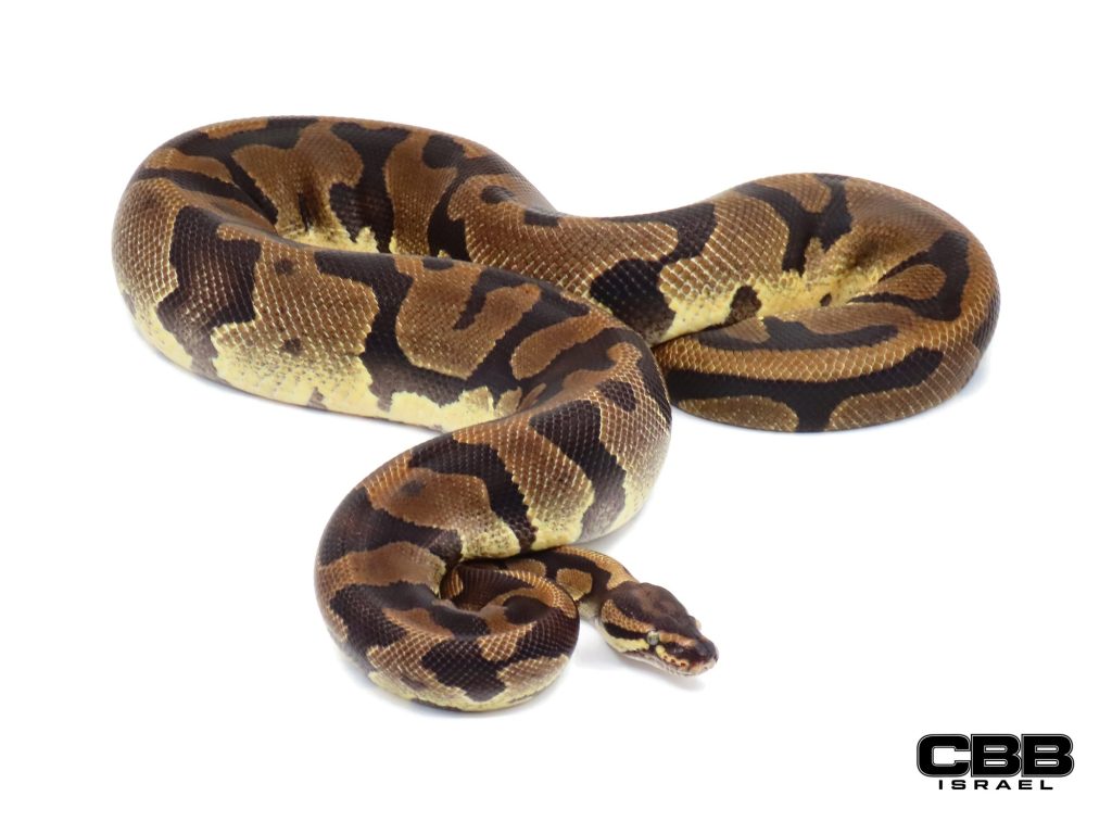 Confusion Enchi het Piebald 0.1 - 21028F4