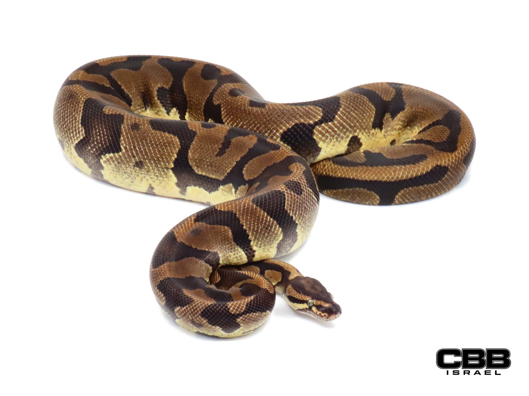 Confusion Enchi het Piebald 0.1 - 21028F4