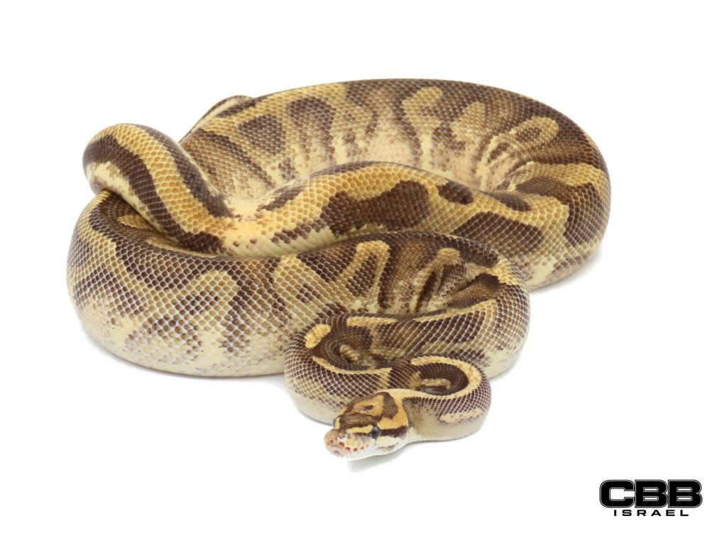 Super Gravel Leopard het Clown 1.0 - 21089M1