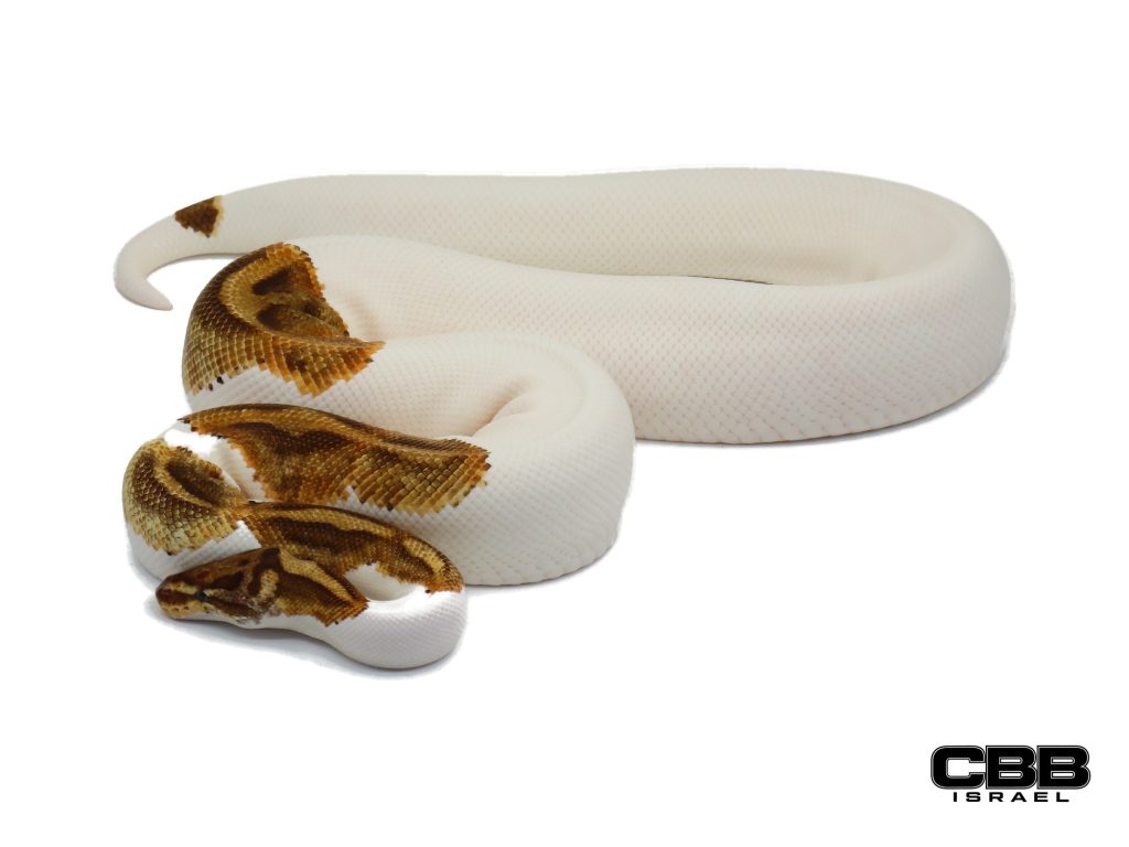 Enchi Special (Baker) Pumpkin Pied 0.1 - 21117F1