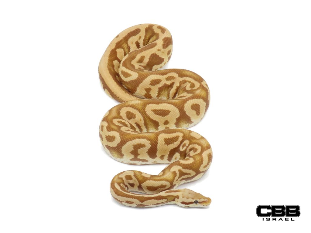 Leopard Pastel Ultramel het Clown 1.0 - 21130M1