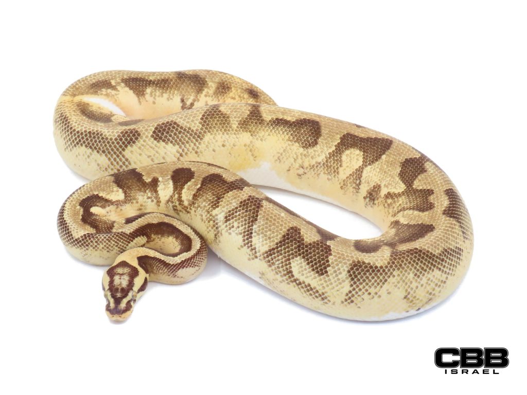 Enchi Pastel Vanilla Piebald 0.1 - 21185F4