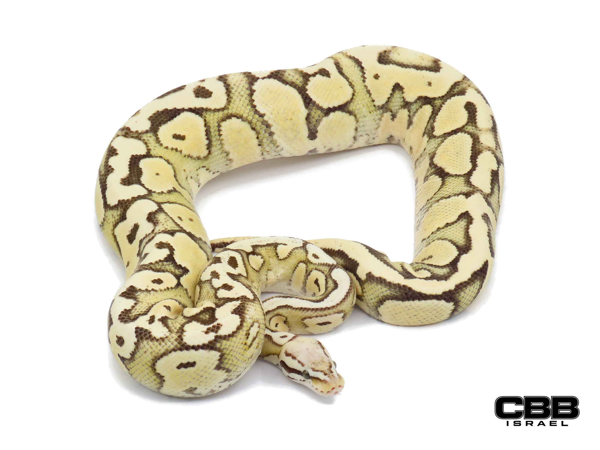 Firefly Red Stripe Desert Ghost 0.1 - 21198F1