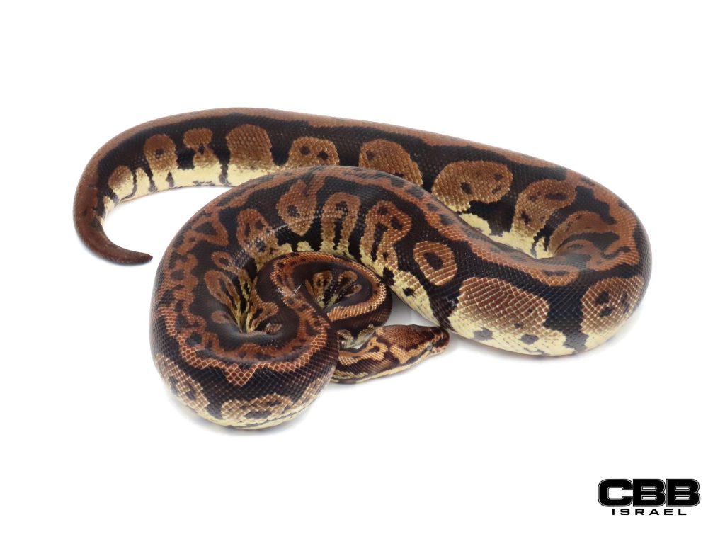 Confusion GHI Pastel het Hypo 0.1 - 21228F2
