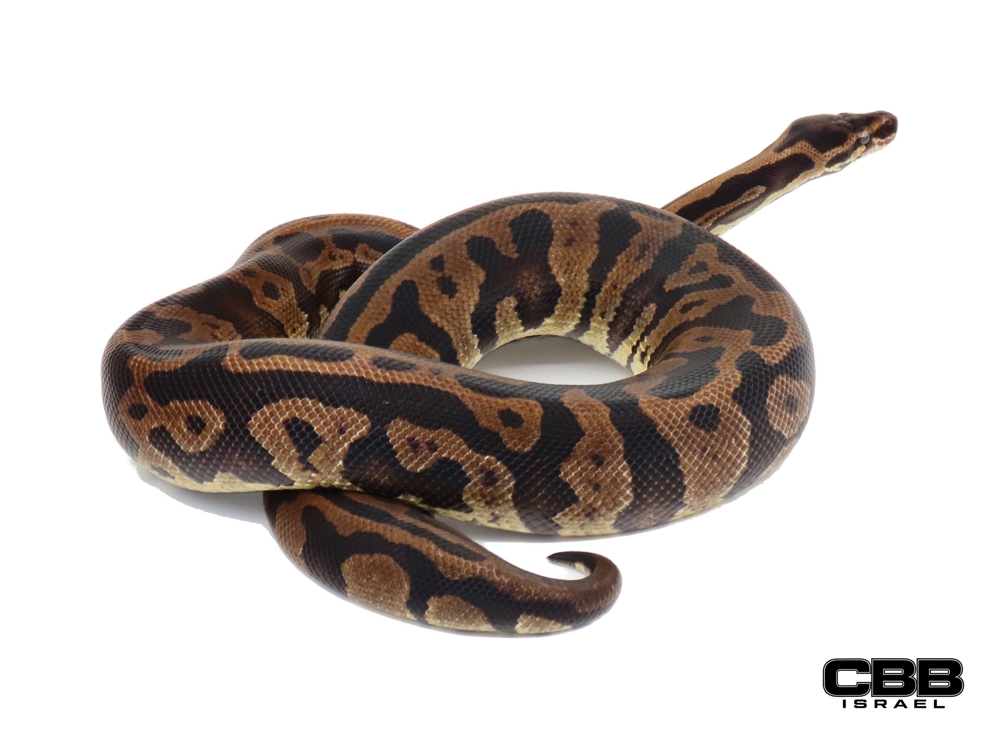 Confusion het Desert Ghost het Piebald 0.1