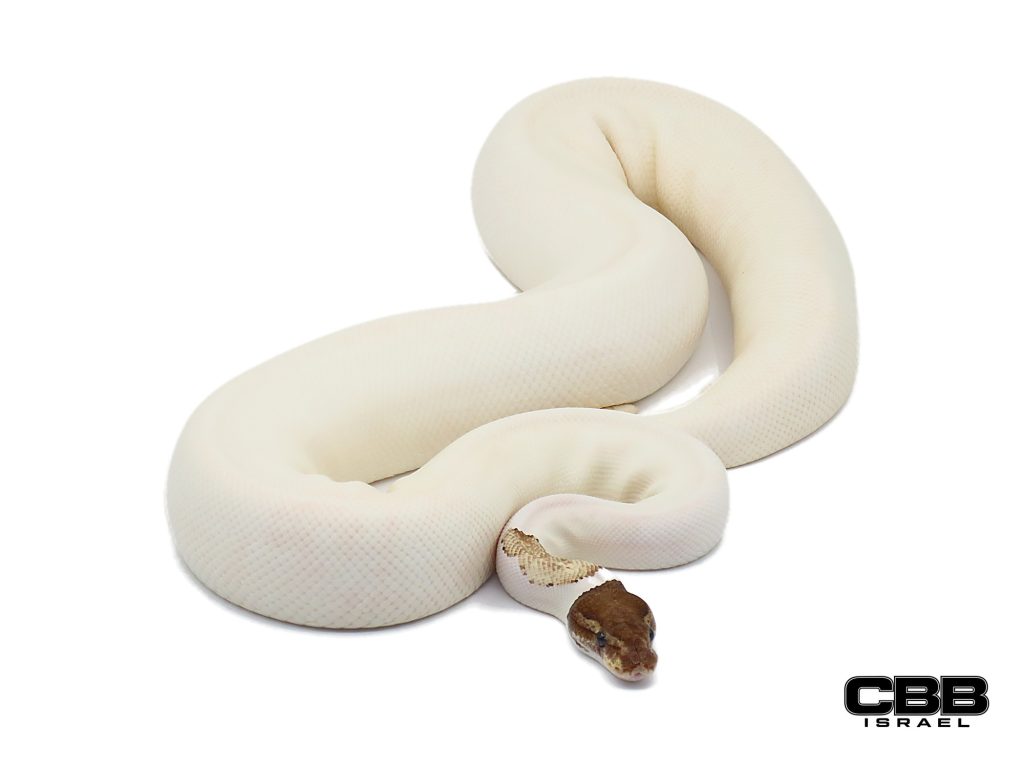 Mojave Orange Dream Piebald 50% het Black Axanthic 0.1 - 21262F4