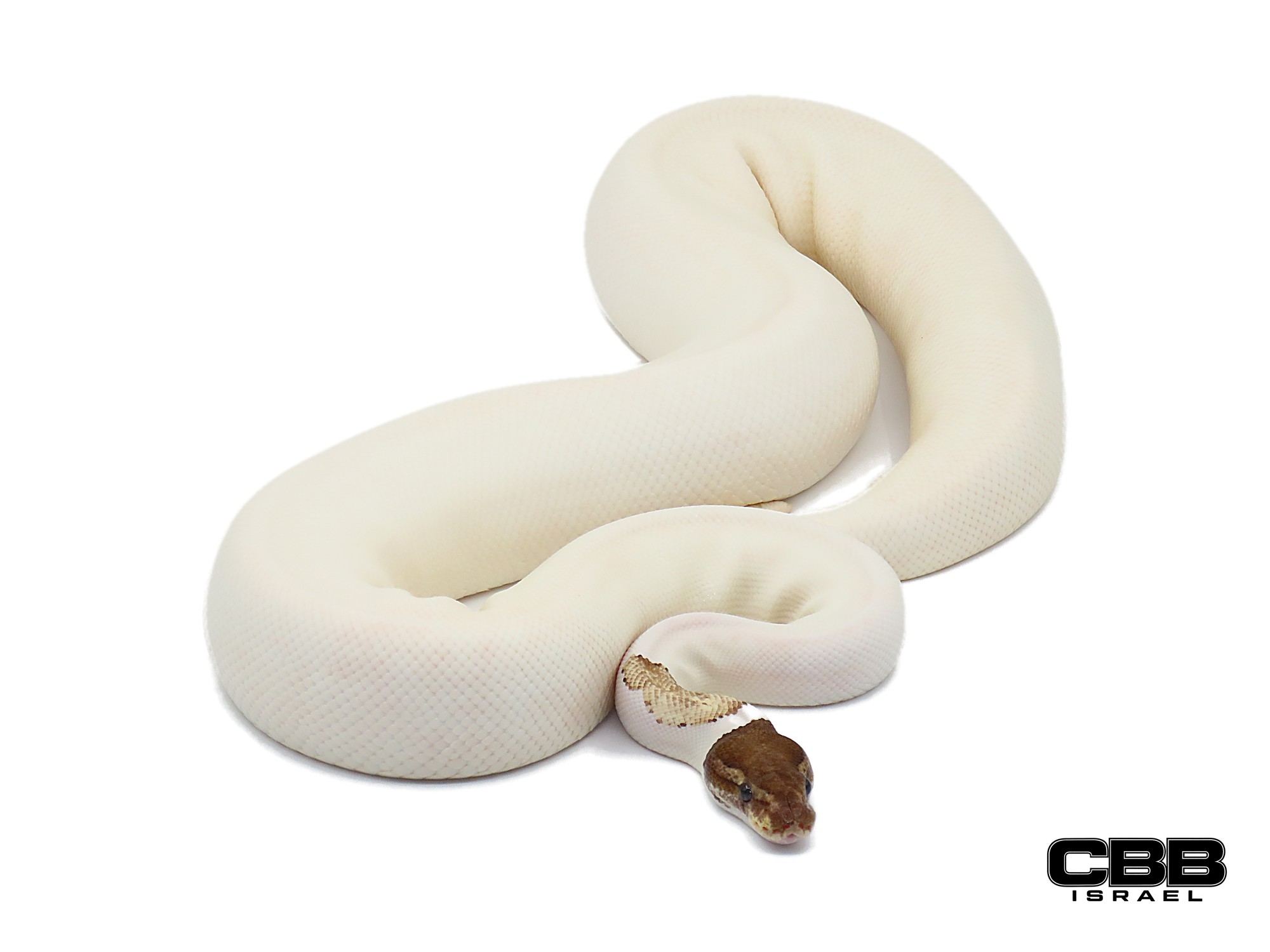Mojave Orange Dream Piebald 50% het Black Axanthic 0.1 - 21262F4