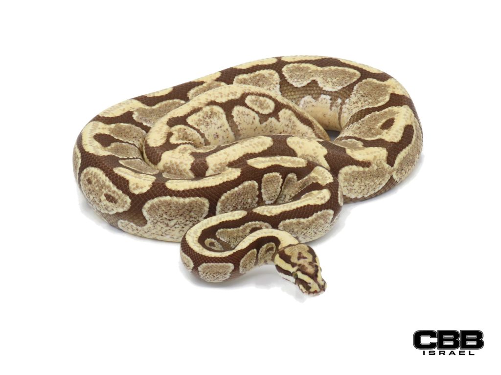 Enchi Spotnose Desert Ghost het Hypo 1.0 - 21281M1