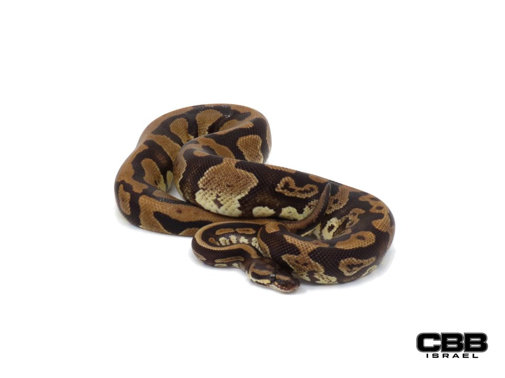 Confusion het Lavender Albino het Piebald 1.0 - 21361M3