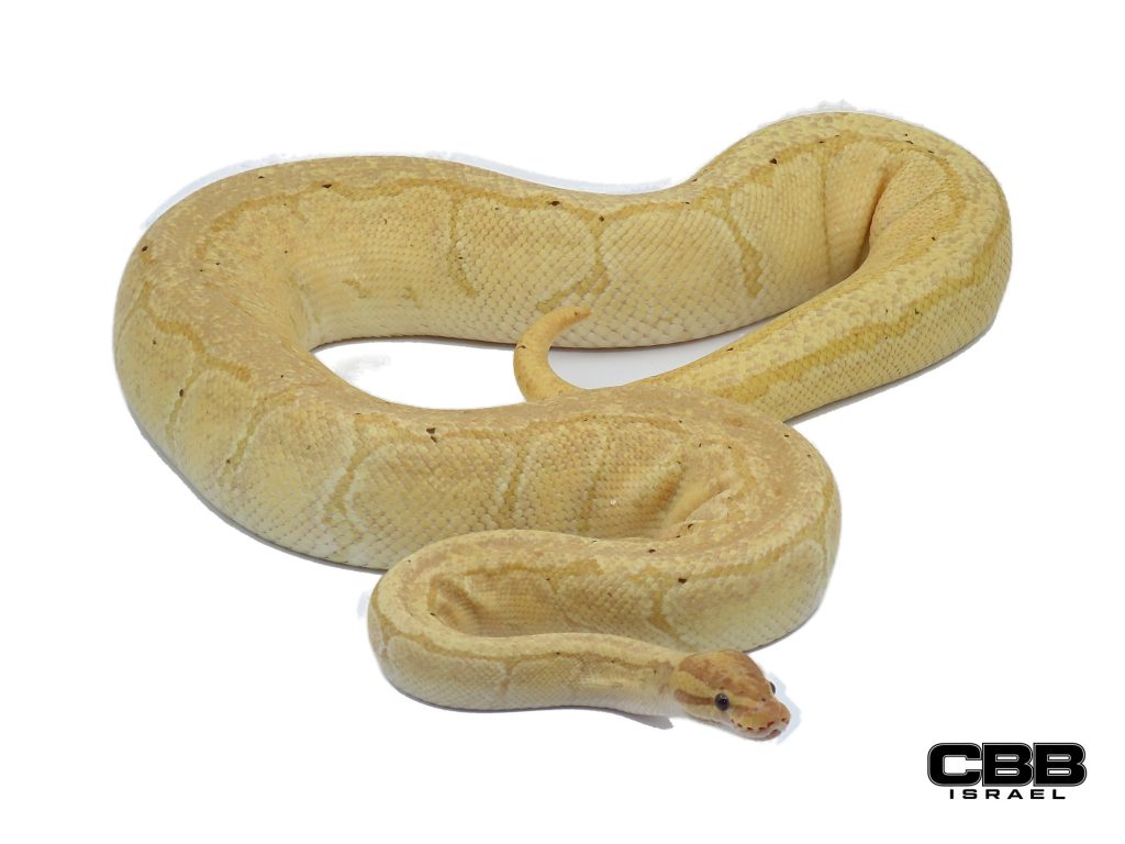 Banana Pinstripe het Desert Ghost het Piebald 0.1 - 22006F1