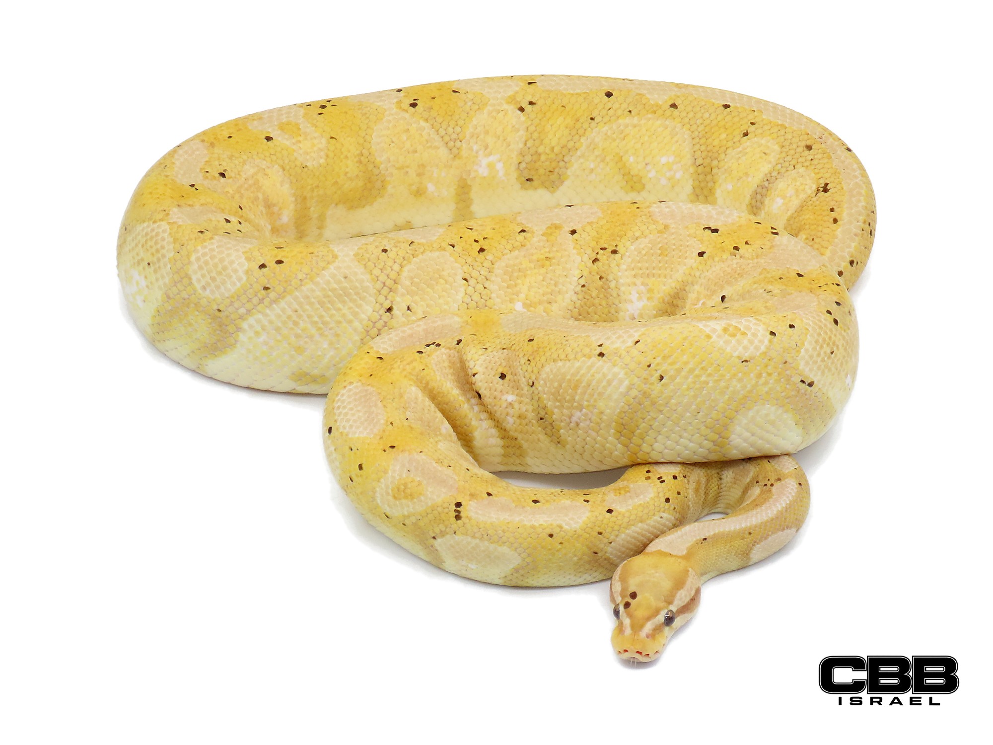 Banana Pastel het Desert Ghost het Piebald 0.1 - 22006F2