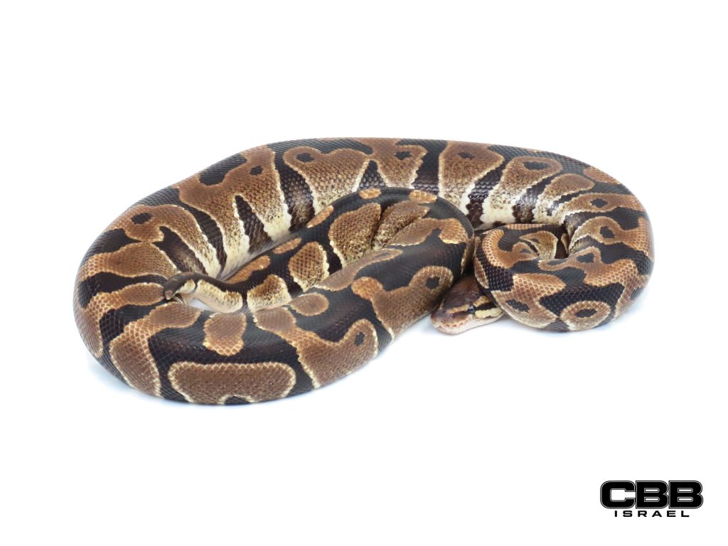 het Clown het Lavender Albino 0.1 - 22025F9