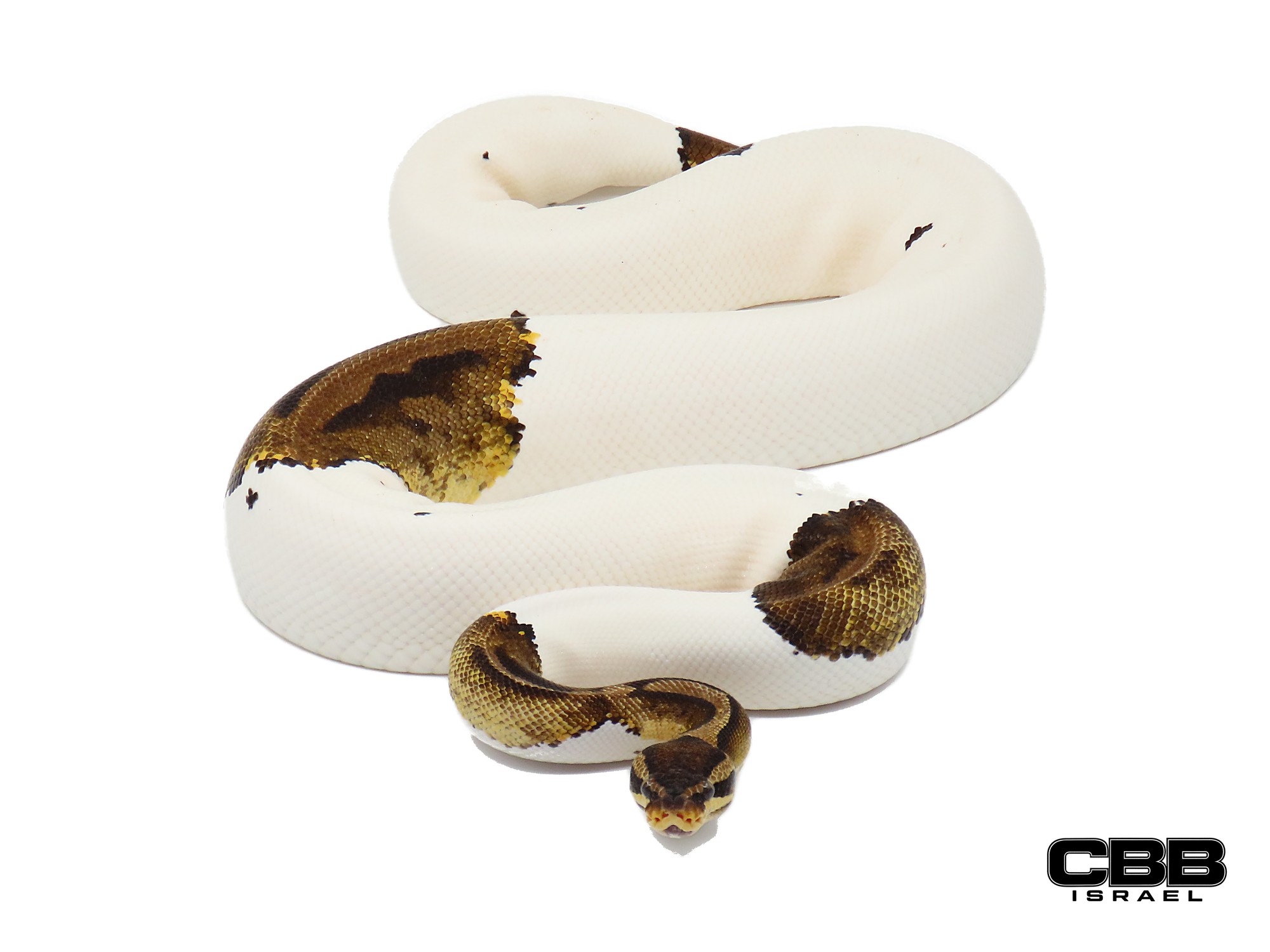 Pastel Piebald het Desert Ghost 0.1 - 22037F4