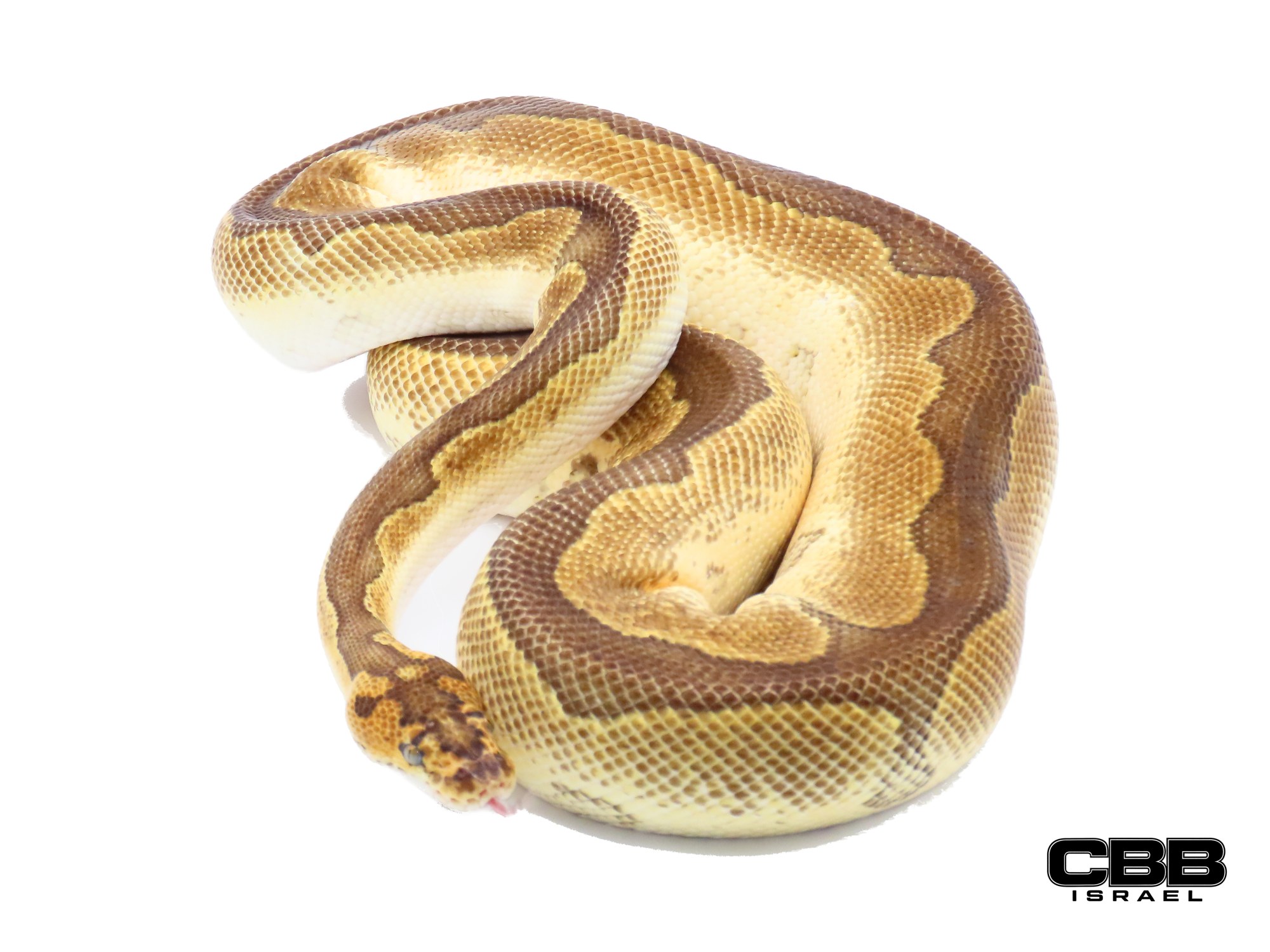 Bongo Enchi Clown 1.0