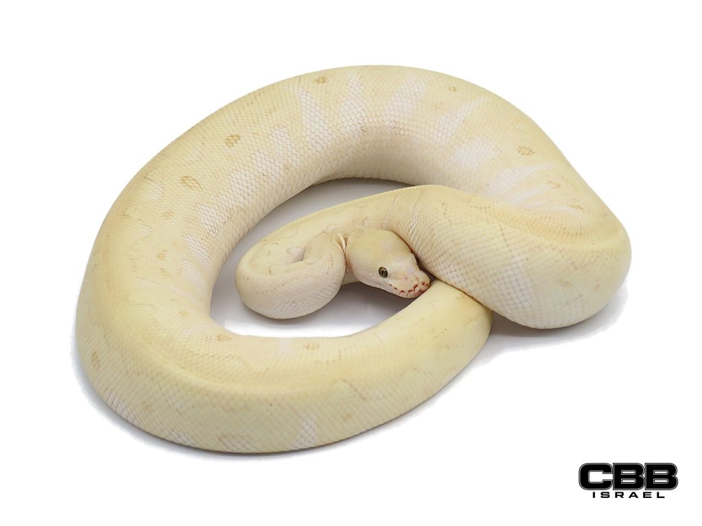 Butter GHI Pastel Clown poss. het Red Axanthic het Desert Ghost 0.1 - 23011-02-F