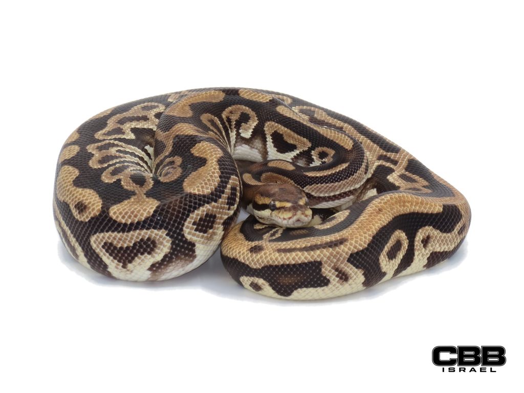 Cypress Leopard het Clown 1.0 - 23109-05-M