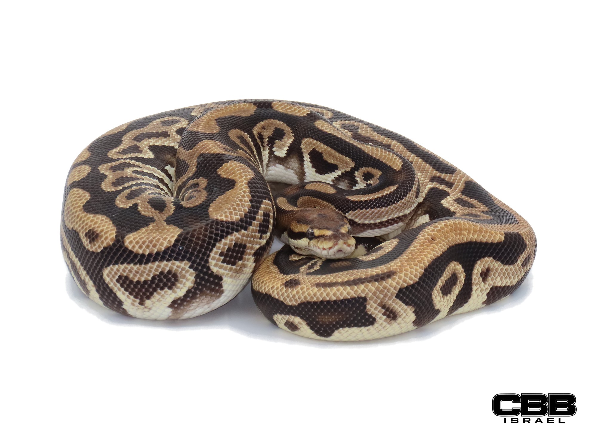 Cypress Leopard het Clown 1.0 - 23109-05-M