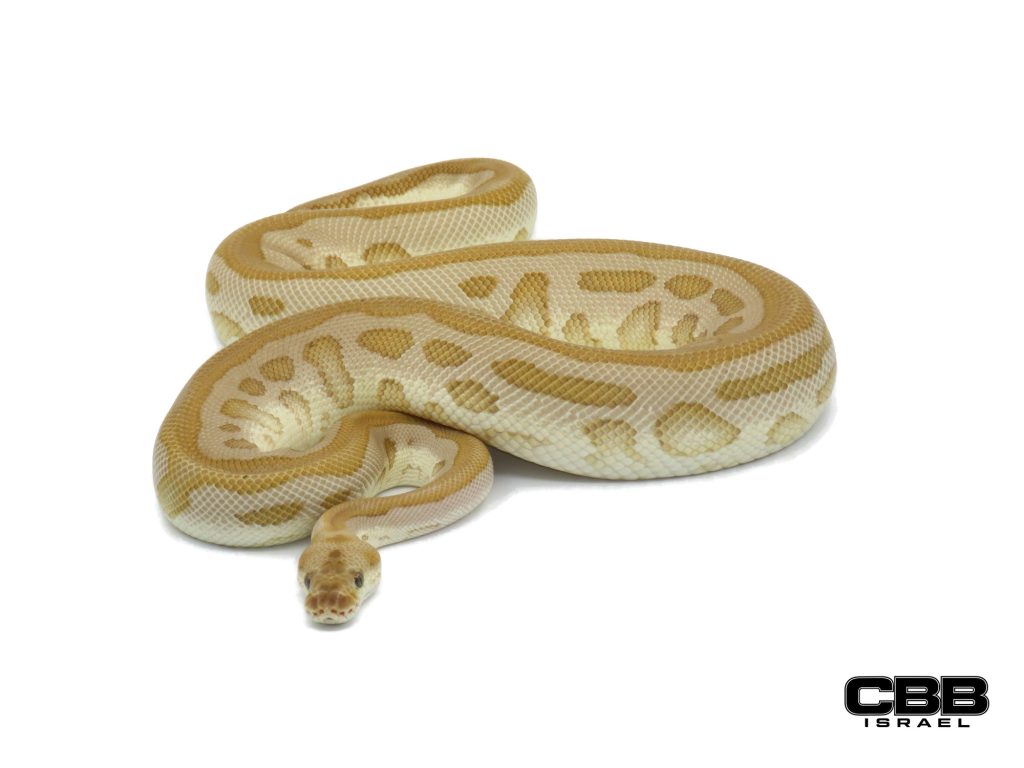 het Red Axanthic Leopard Lesser Clown het Desert Ghost het Hypo 1.0 - 23153-01-M