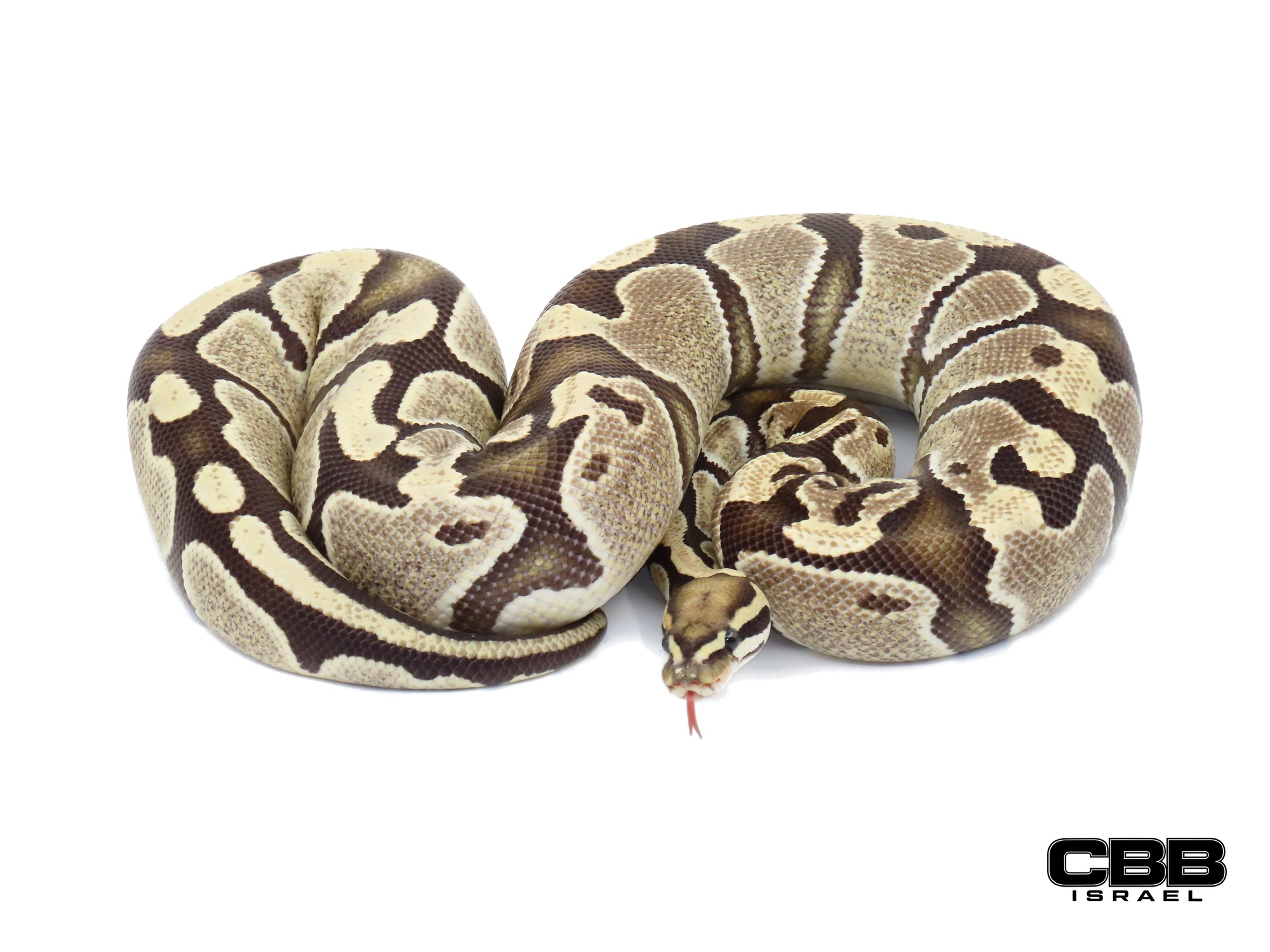 Desert Ghost het Piebald 0.1 - 23213-03-F