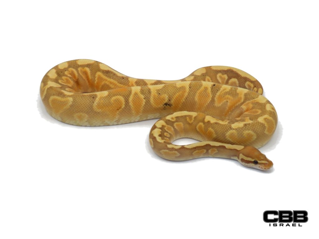 Banana Enchi GHI Yellow Belly het Clown 1.0 - 240108-02-M