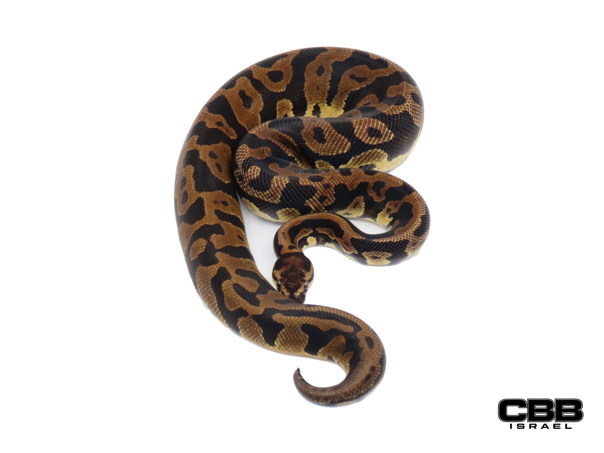 Confusion het Clown het Desert Ghost het Hypo het Piebald 1.0