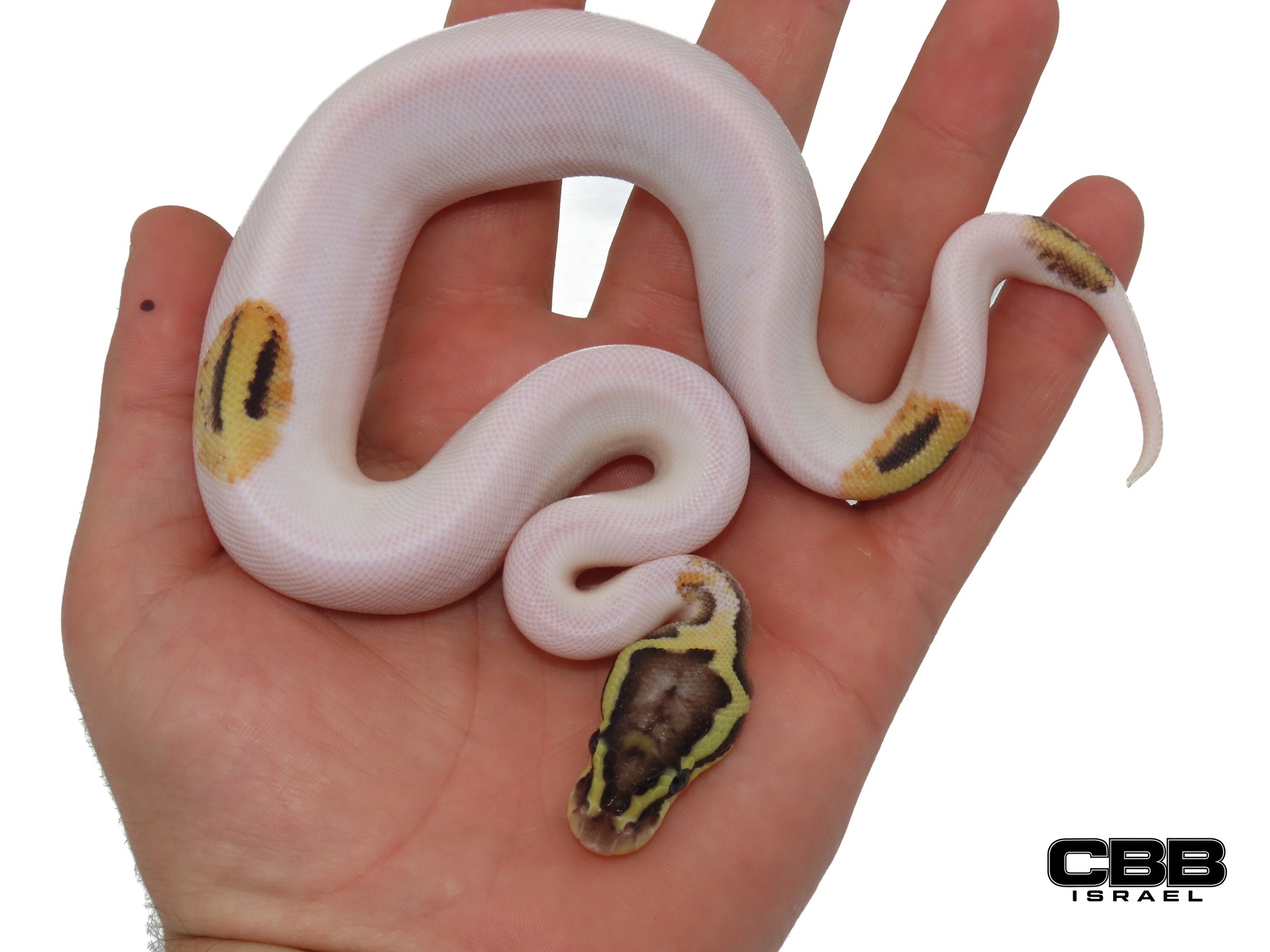 Firefly Piebald het Desert Ghost 1.0 - AV2601-02-M