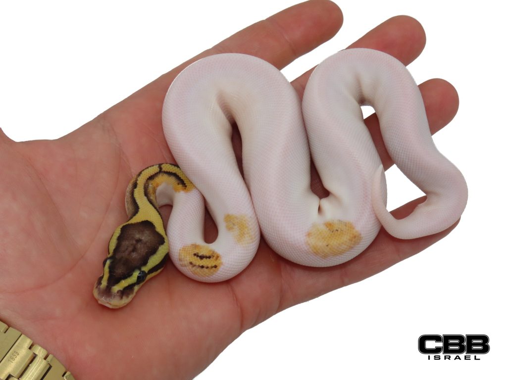 Black Pastel Enchi Firefly Piebald het Desert Ghost 0.1 - AV2601-03-F
