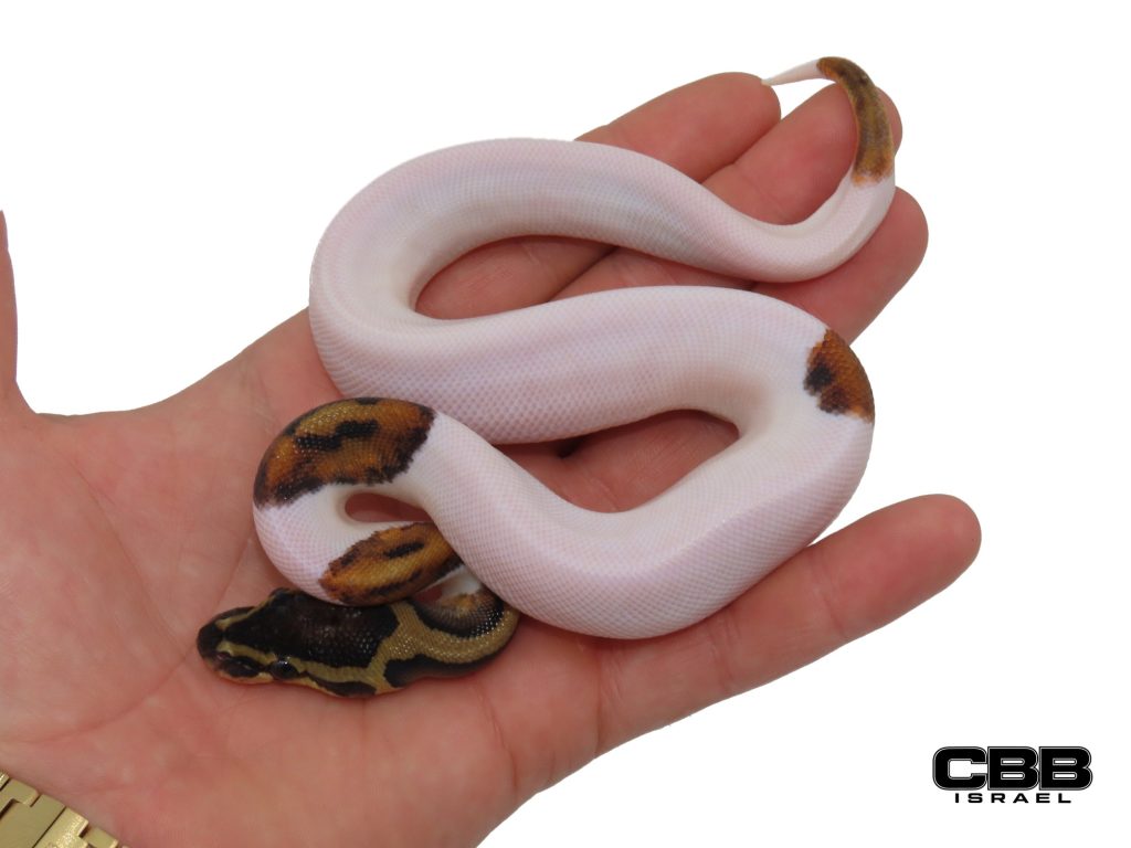 Piebald het Desert Ghost 1.0 - AV2601-04-M