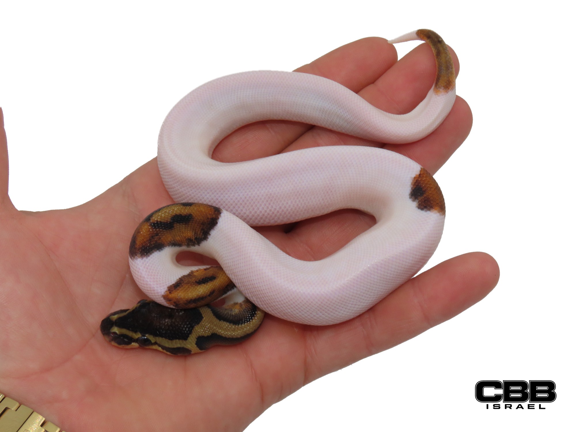 Piebald het Desert Ghost 1.0 - AV2601-04-M
