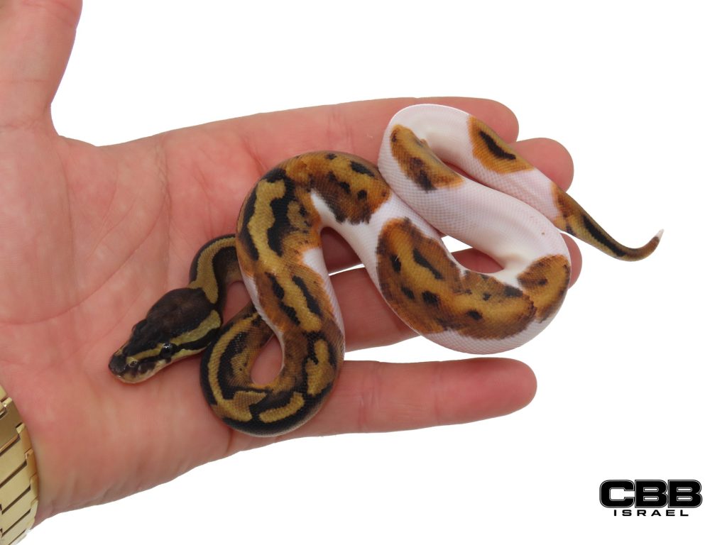 Pyro Pied het Desert Ghost 0.1 - AV2601-05-F