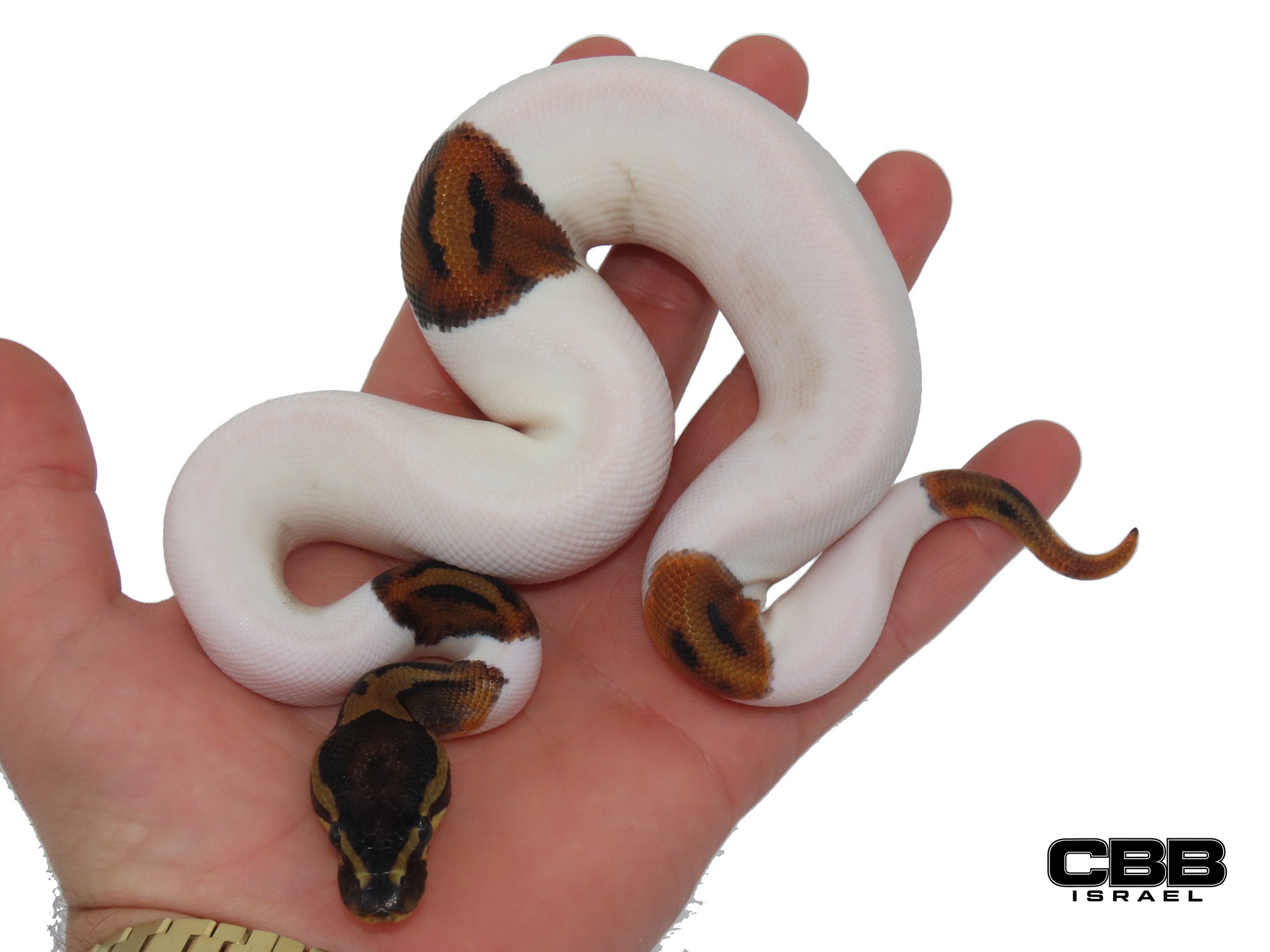 Wookie Piebald 50% het Clown 1.0 - AV2602-02-M