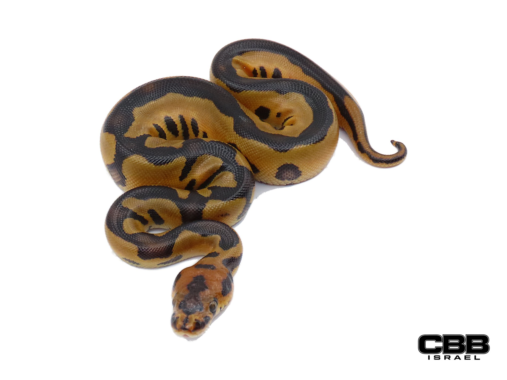 Leopard Clown het Lavender Albino 1.0
