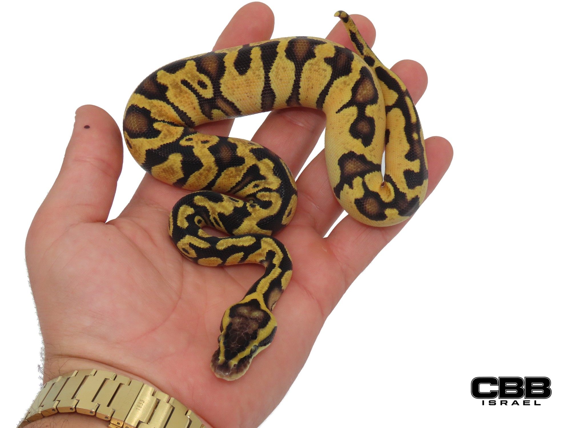 Enchi Pastel het Desert Ghost het Hypo het Piebald 1.0 - CBSC2014-01-M