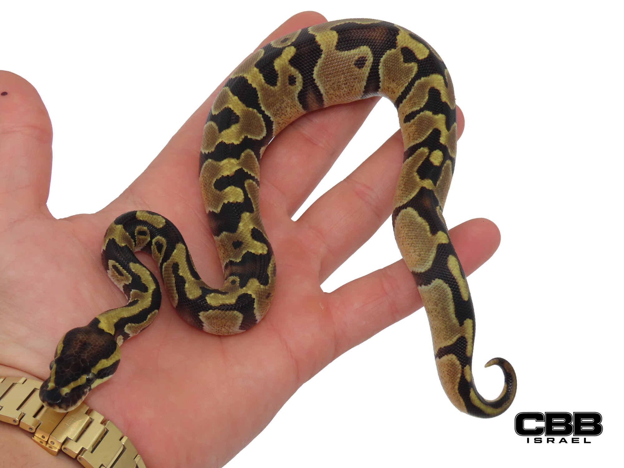 Enchi het Desert Ghost het Hypo het Piebald 1.0 - CBSC2014-02-M