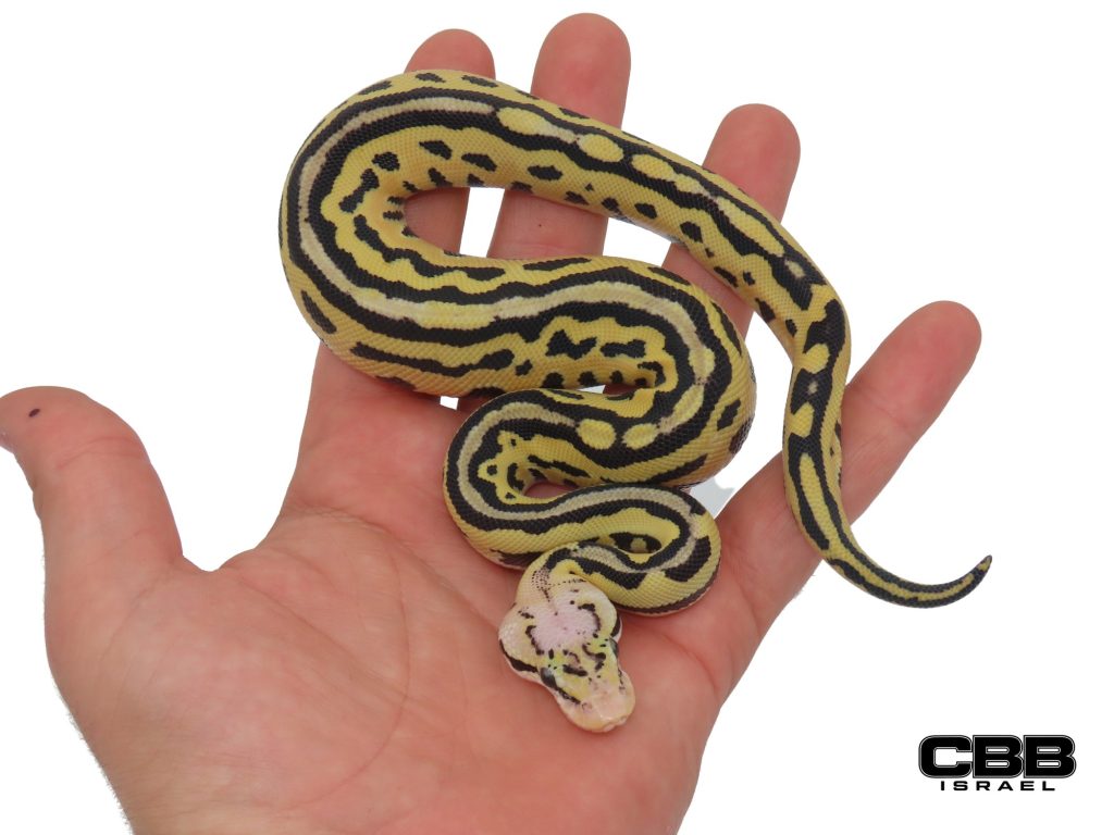 Firefly Leopard Crypton (het Clown het Cryptic) Desert Ghost 1.0 - CBSC26012-02-M