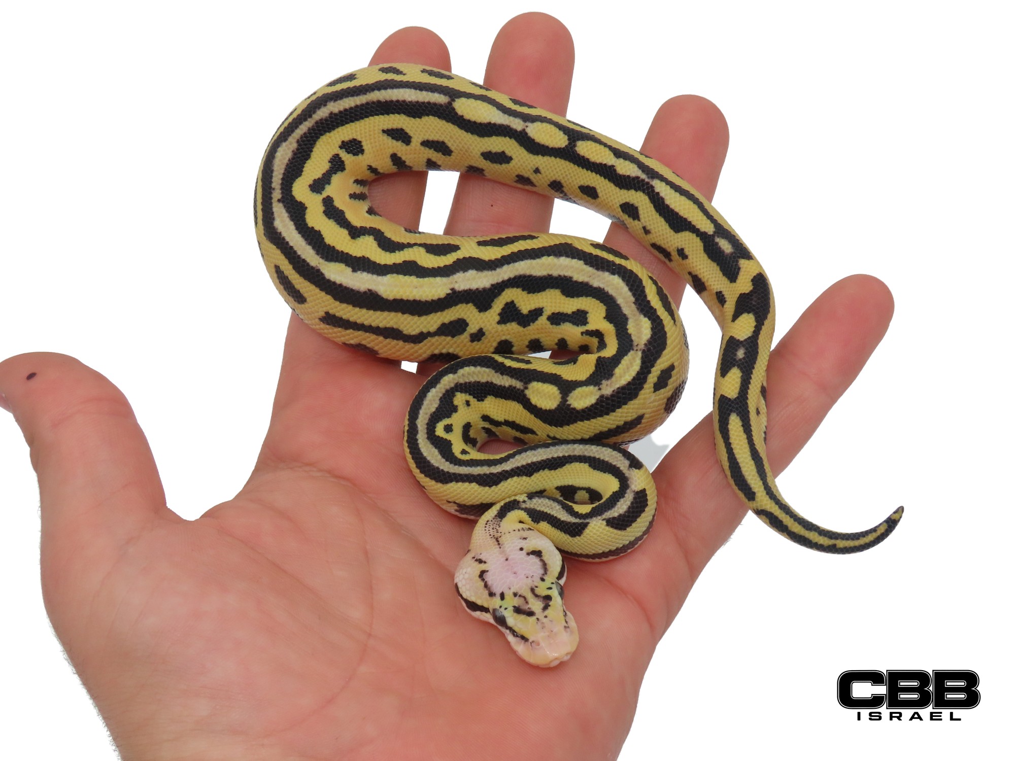 Firefly Leopard Crypton (het Clown het Cryptic) Desert Ghost 1.0 - CBSC26012-02-M