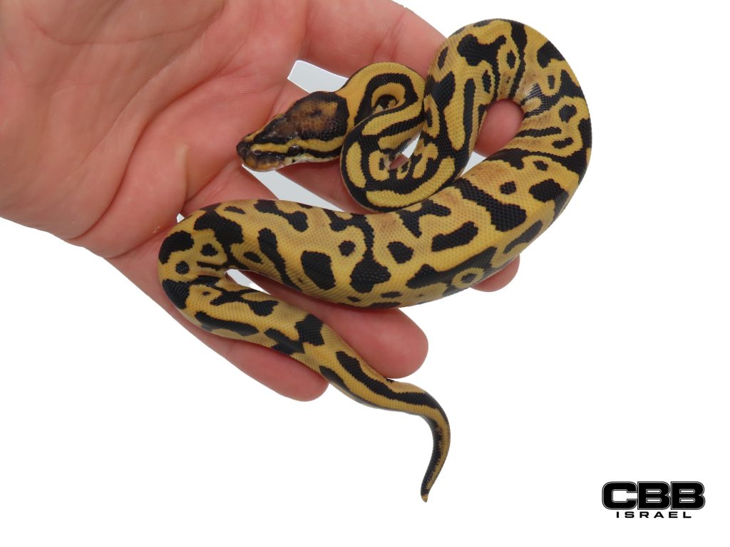 Leopard Crypton (het Clown het Cryptic) Desert Ghost 0.1 - CBSC26012-06-F