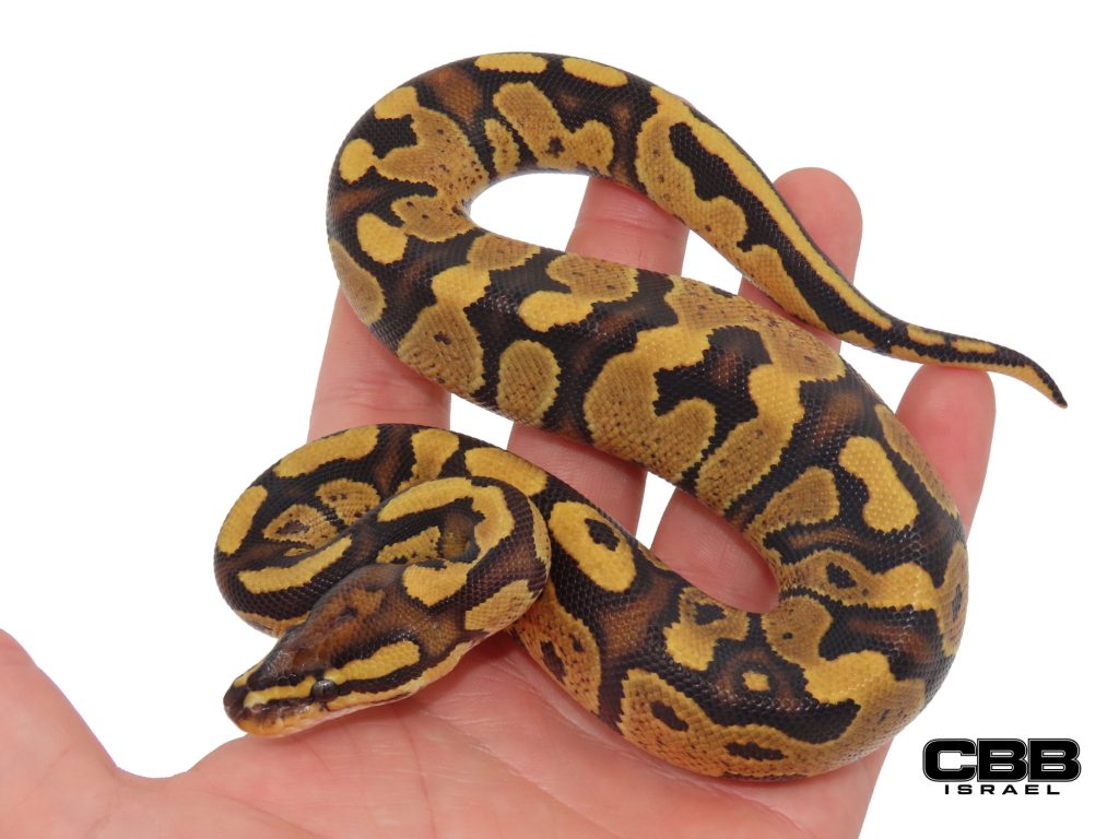 Fire Gravel het Clown 0.1 - CBSC26013-05-F
