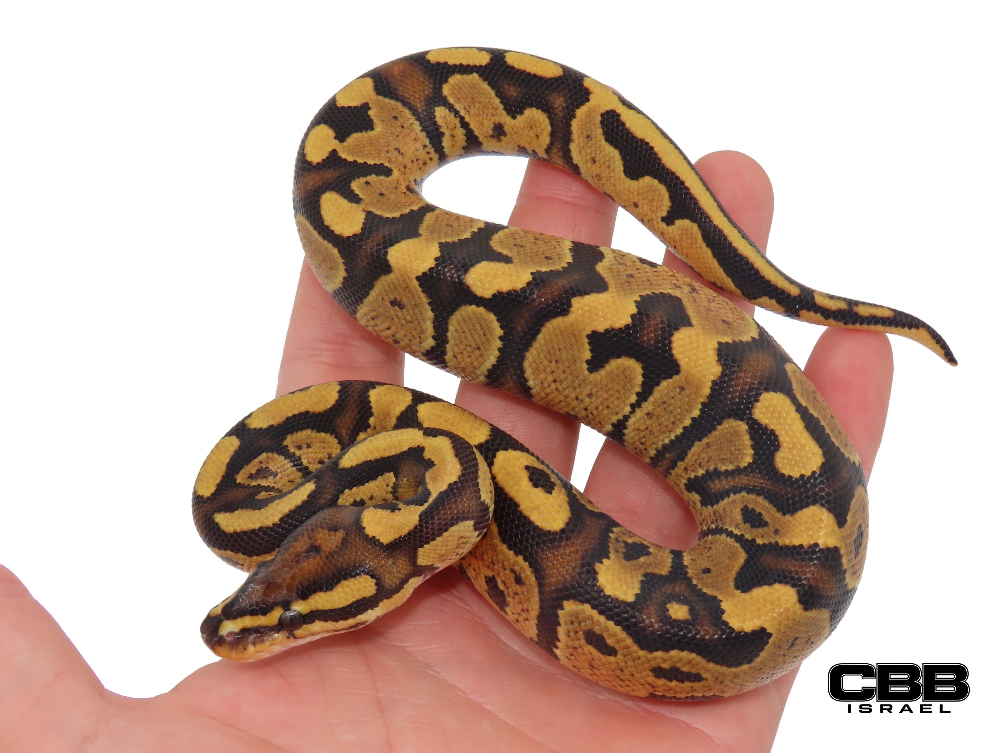 Fire Gravel het Clown 0.1 - CBSC26013-05-F