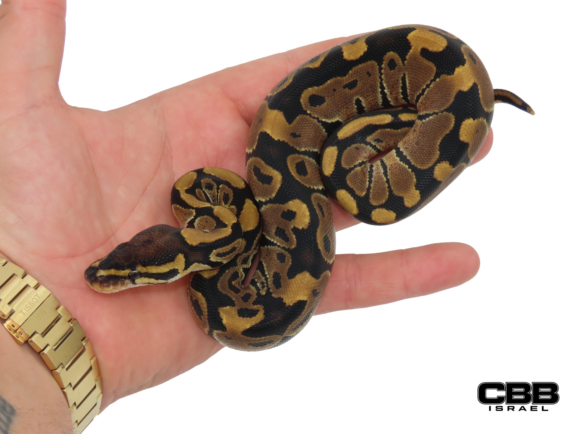 poss. Nr Mandarin het Desert Ghost 50% het Clown 1.0 - CBSC26019-03-M