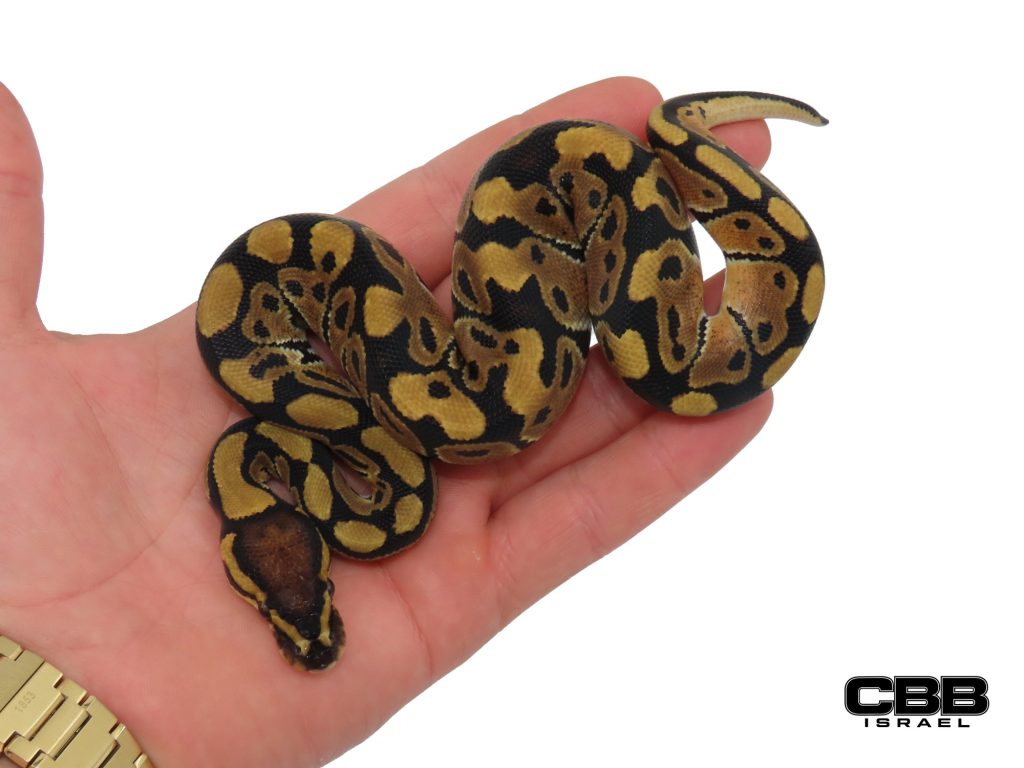 poss. Nr Mandarin het Desert Ghost 50% het Clown 1.0 - CBSC26019-04-M