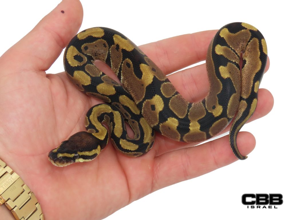 poss. Nr Mandarin het Desert Ghost 50% het Clown 1.0 - CBSC26019-05-M