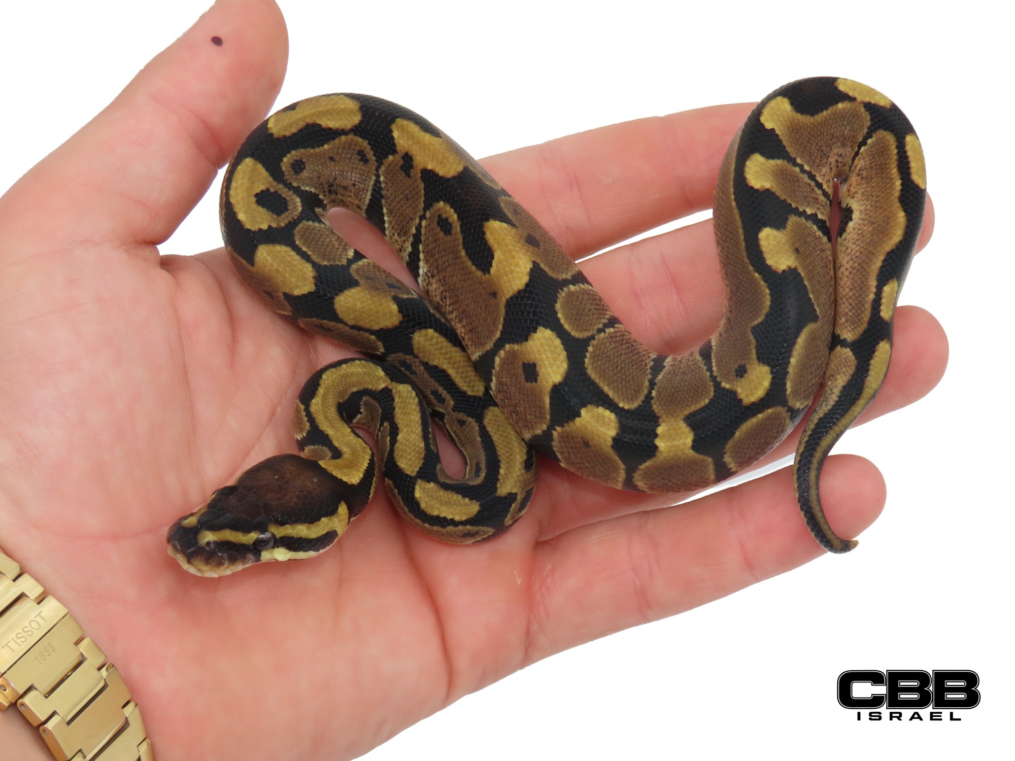 poss. Nr Mandarin het Desert Ghost 50% het Clown 1.0 - CBSC26019-05-M