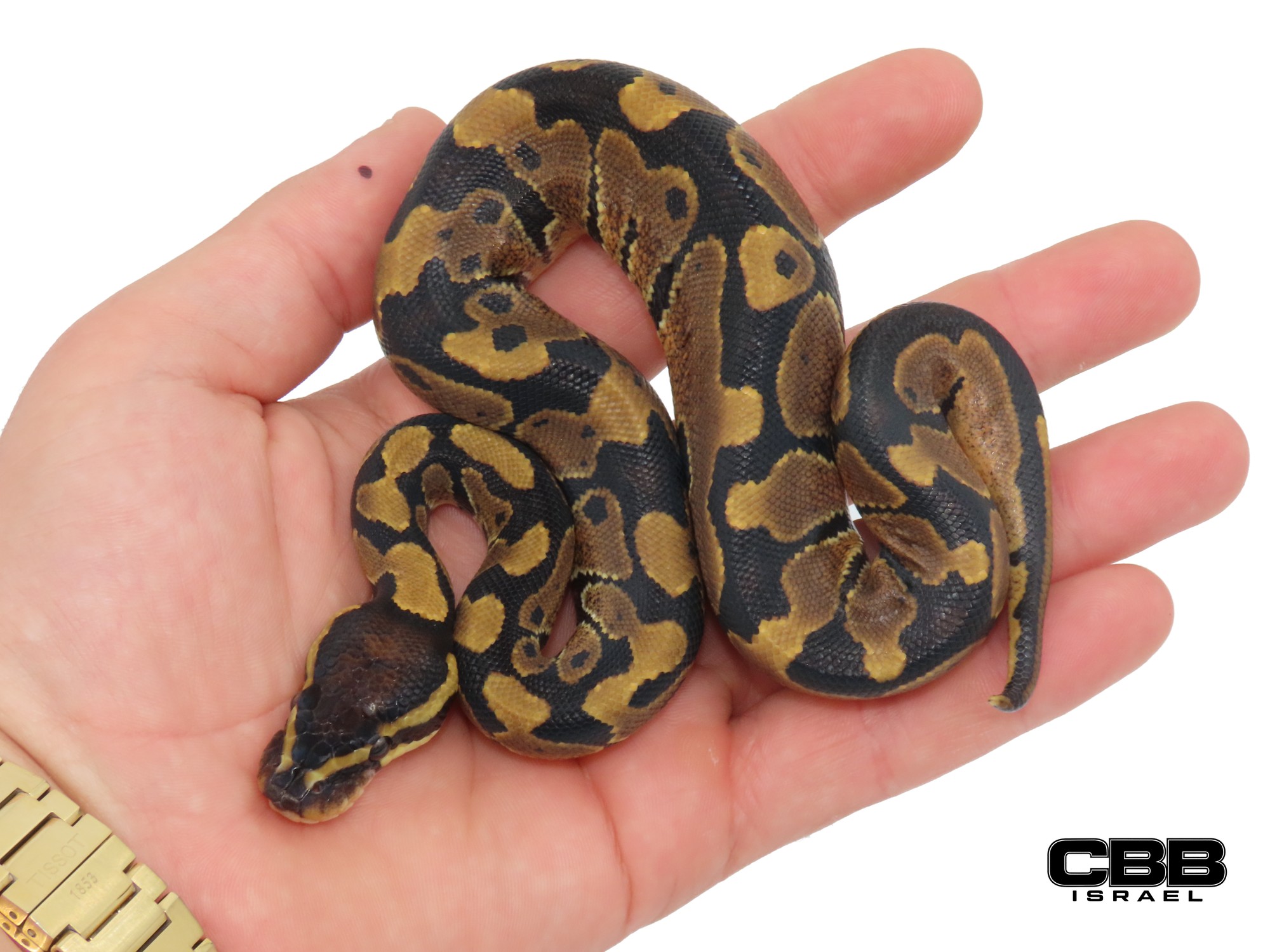 poss. Nr Mandarin het Desert Ghost 50% het Clown 1.0 - CBSC26019-06-M