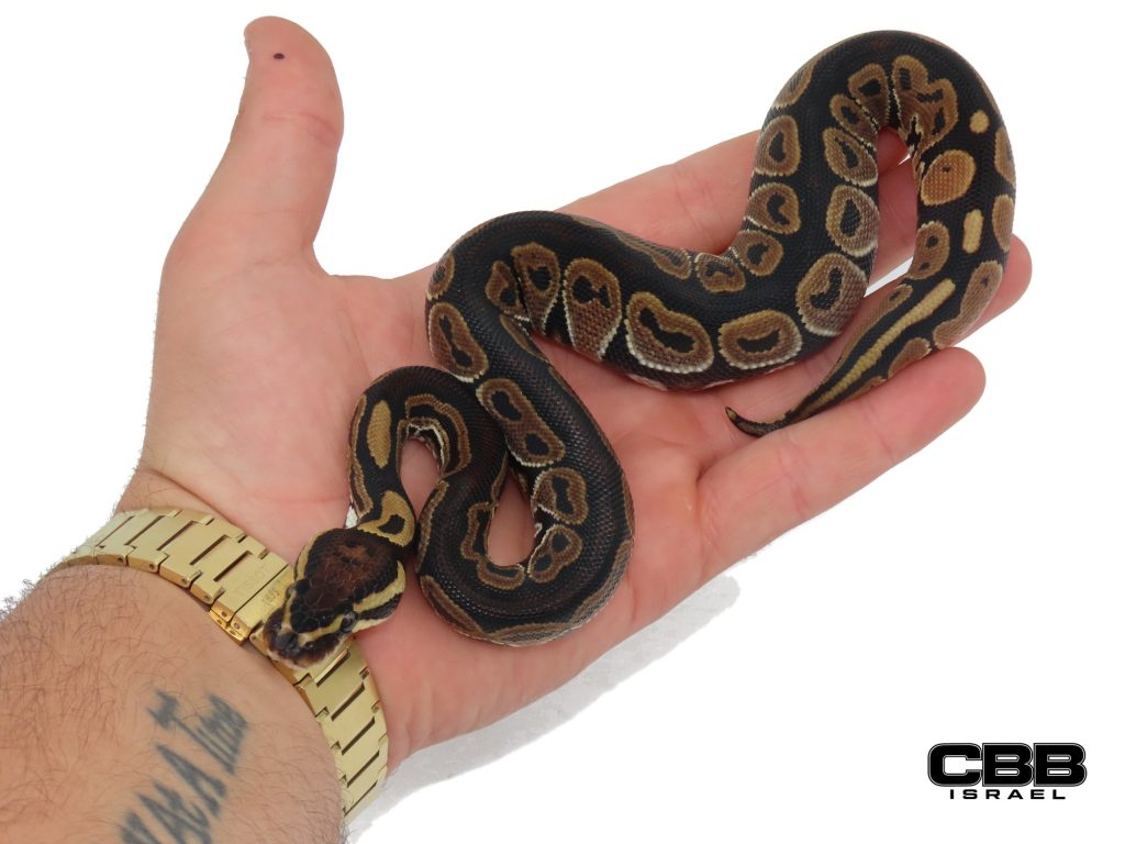 het Red Axanthic het Clown 66% het Hypo 1.0 - SITC26002-07-M