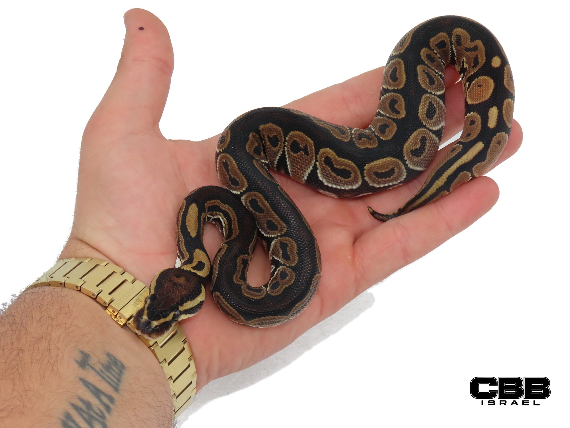 het Red Axanthic het Clown 66% het Hypo 1.0 - SITC26002-07-M