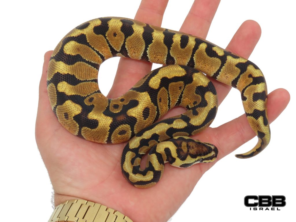 Enchi Spotnose het Clown 1.0 - SITC26006-02-M